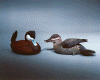 Ruddy Duck Drake and Hen - 1983