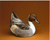 Pintail courtship - 1986