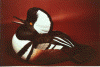 Hooded Merganser Drake - 1992