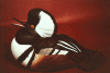 Hooded Merganser Drake