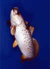 Osprey Fish Close-up - 1999
