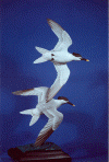 Beach Birds - 2002