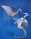 Get Off My Back - Little Blue Heron and Tri-Colored Heron - 2002
