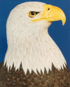 FGCU Eagle Head - 2002