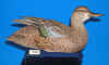 Cinnamon Teal Hen - 1989