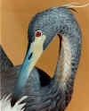 Ding's Darlings Two Great Blue Herons - 2001